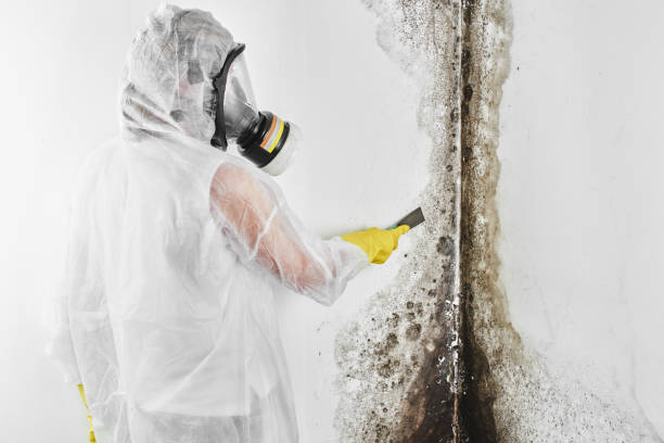 Best Home Mold Removal  in Mayodan, NC