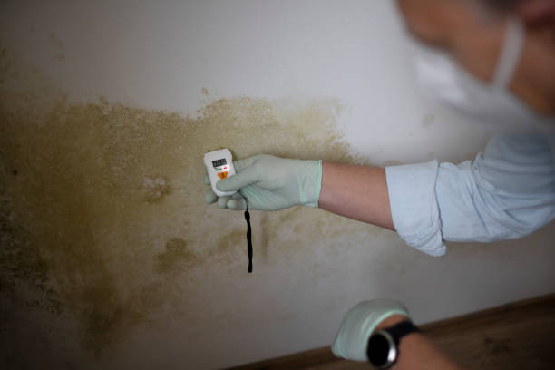 Best Fast Mold Removal  in Mayodan, NC