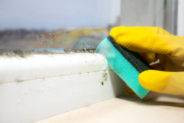 Best Affordable Mold Removal  in Mayodan, NC