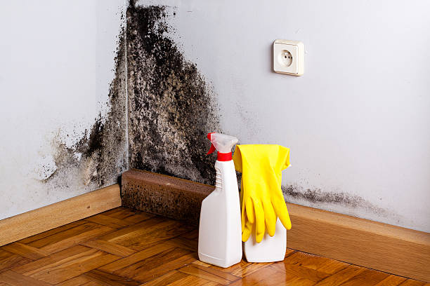 Mold Removal Process in Mayodan, NC