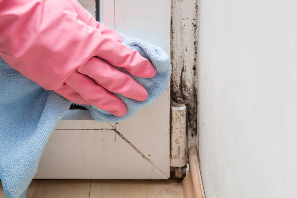 Mayodan, NC Mold Removal Company